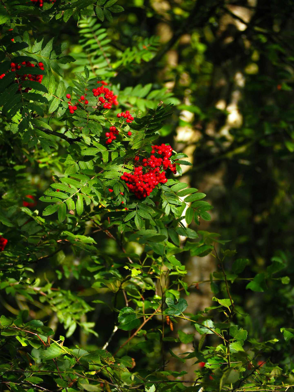 Røde bær i skoven – natur plakat