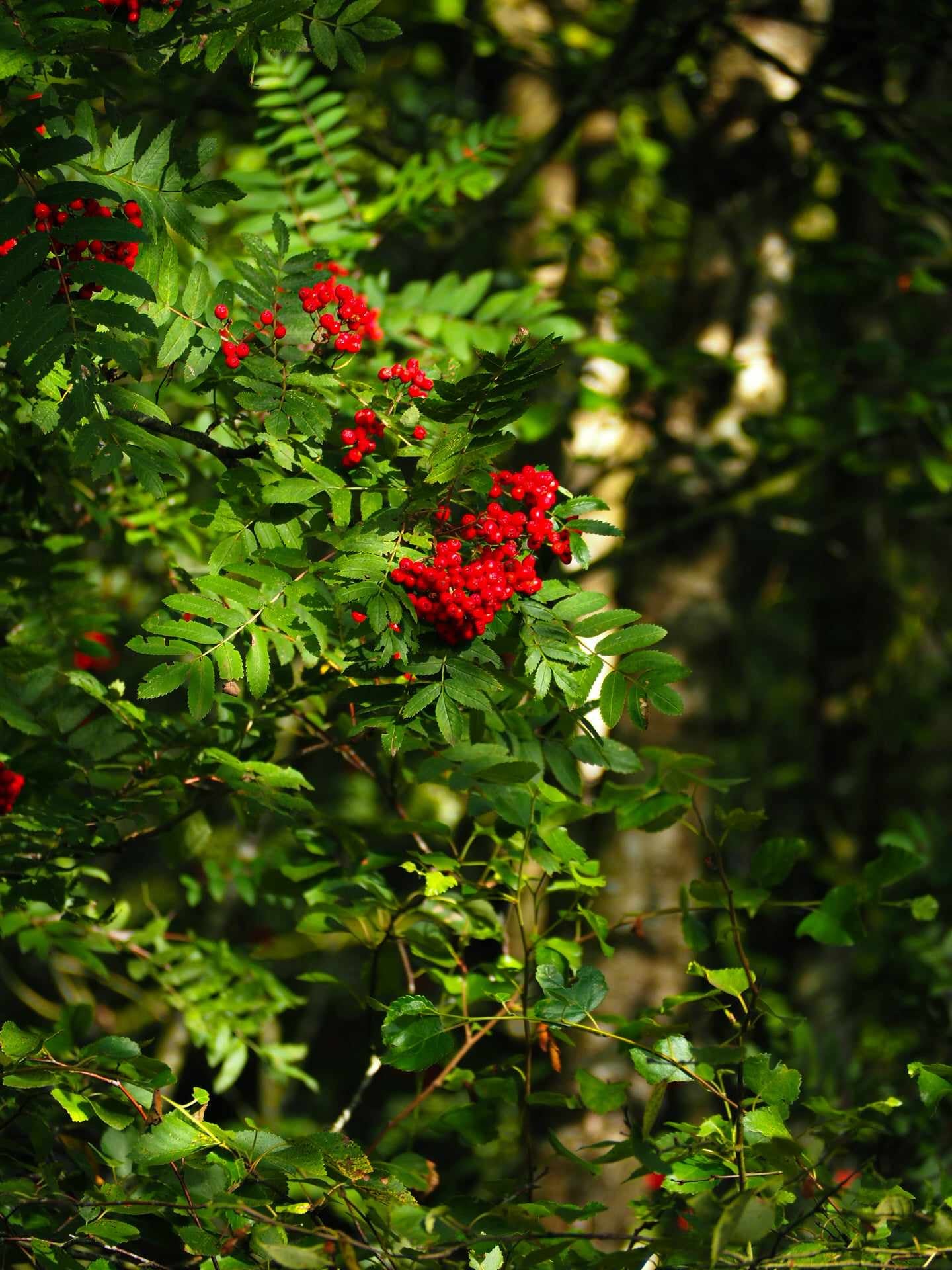 Røde bær i skoven – natur plakat