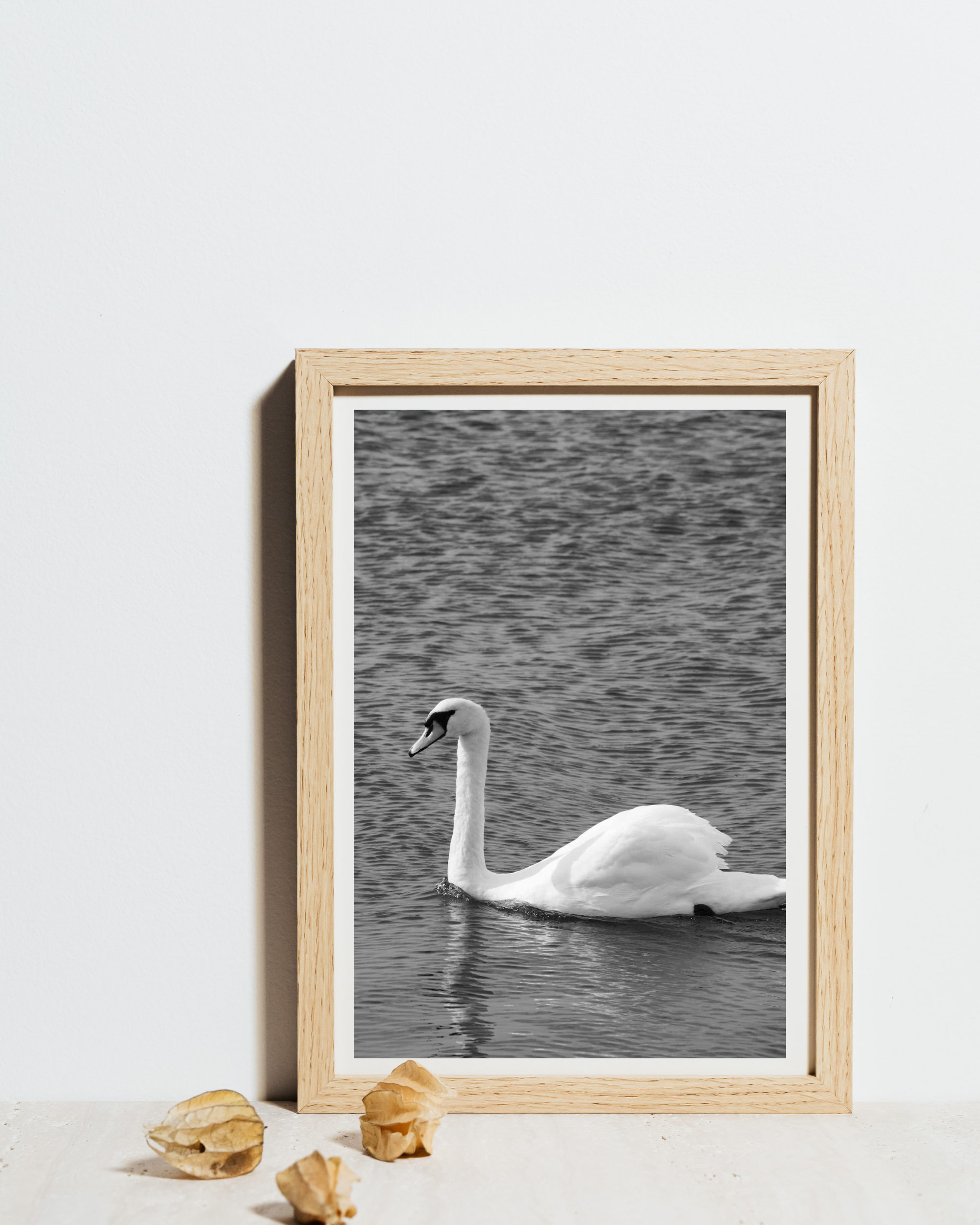 Svanen – sort/hvid natur plakat