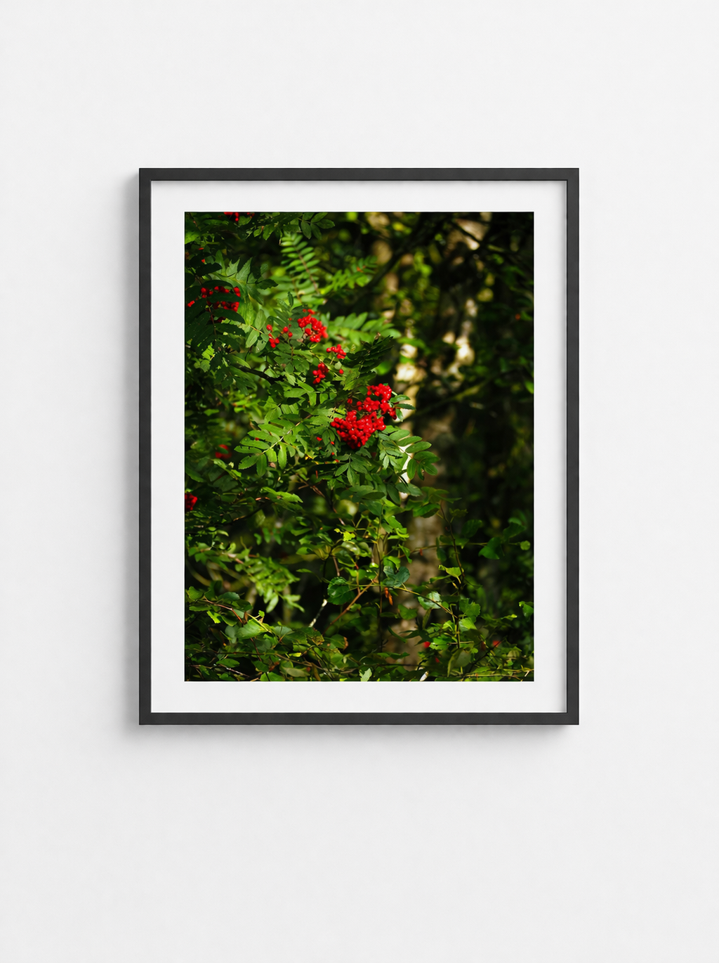 Røde bær i skoven – natur plakat